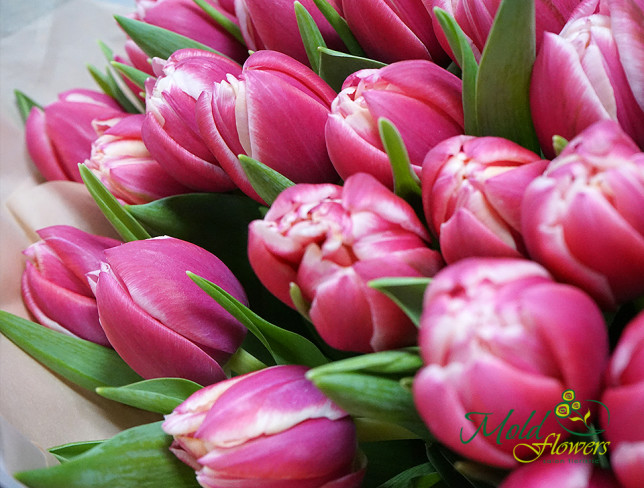 Тюльпаны пионовидные розово-белые Фото
